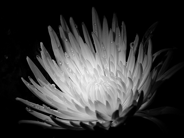 Fotografía por LADPUPMOE para DesignCrowd (Community Contests) | Diseño #9020676