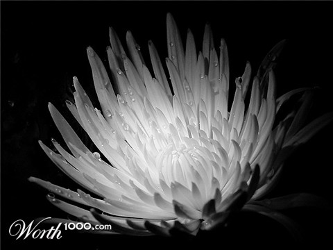 Photography by LADPUPMOE