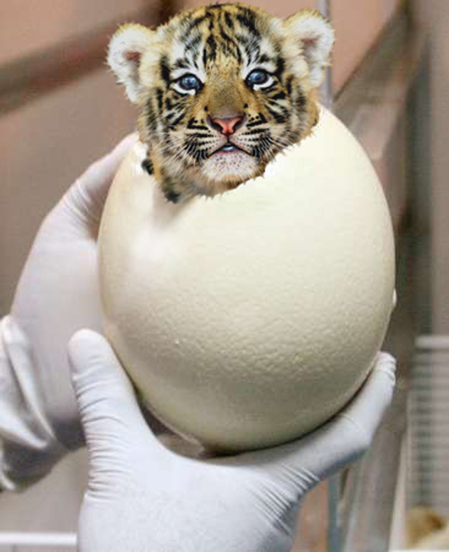 Photoshop Design by cridley for DesignCrowd (Community Contests) | Design #9015244