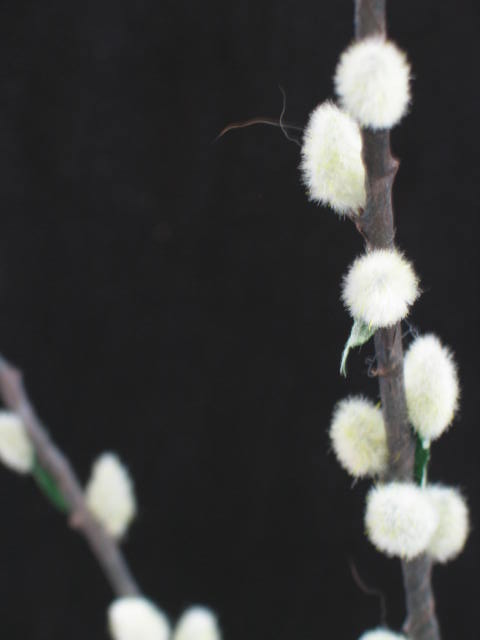 Photography by ananon for DesignCrowd (Community Contests) | Design #9020716