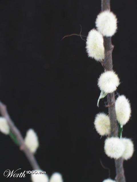 Photography by ananon