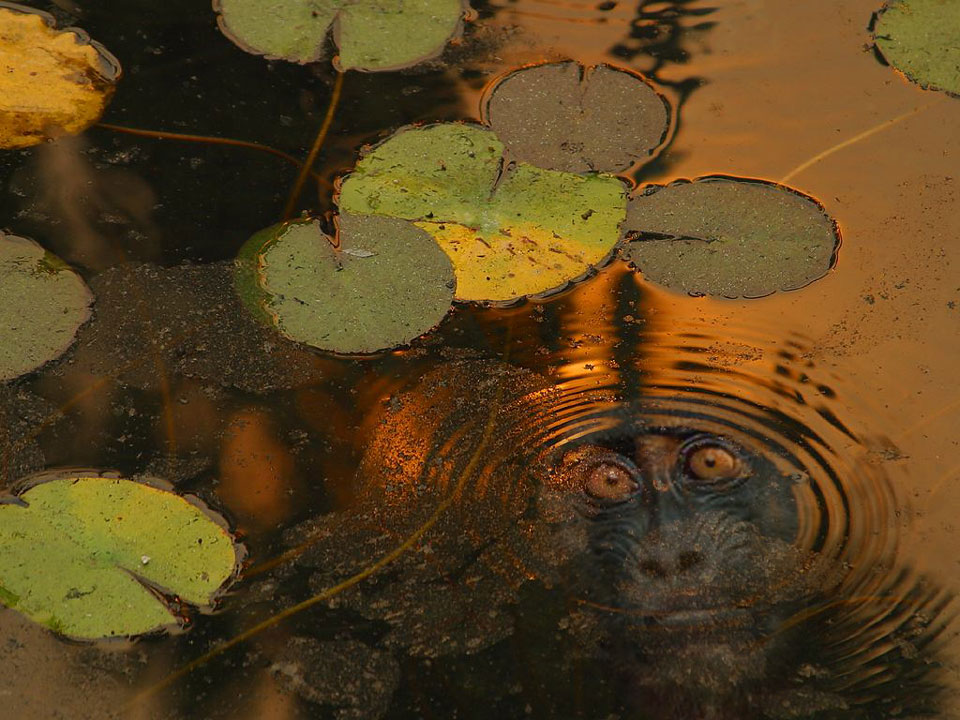 Photoshop-Design von Mansplash für DesignCrowd (Community Contests) | Design #9015246