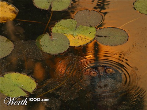 Photoshop Design by Mansplash