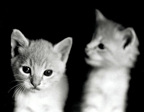Photography by freakish for DesignCrowd (Community Contests) | Design #9020741