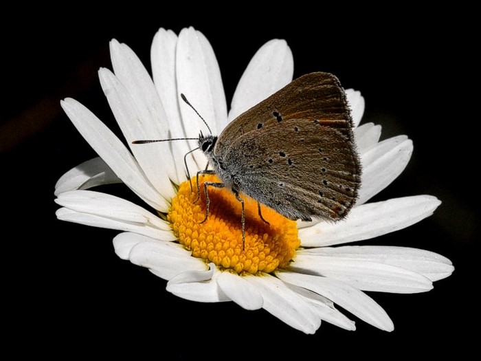 Fotografía por montagna para DesignCrowd (Community Contests) | Diseño #9020732