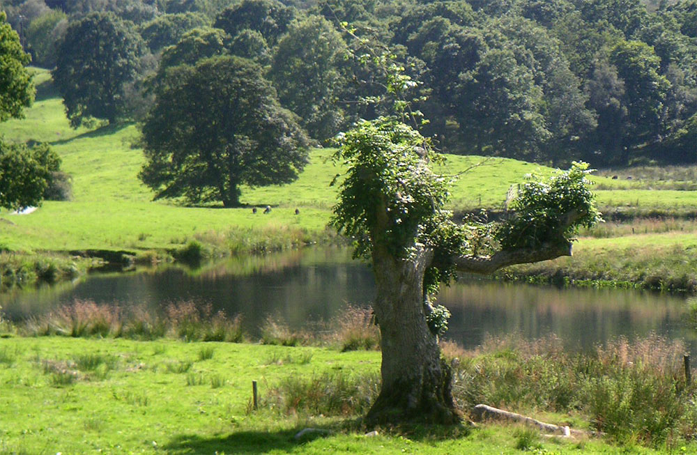 Fotografie von crownoctavo für DesignCrowd (Community Contests) | Design #9018323