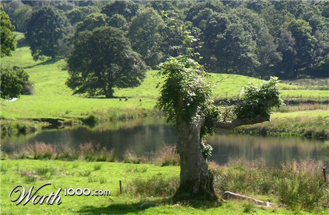 Photography by crownoctavo