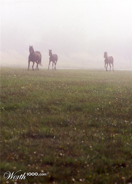 Photography by taranoella