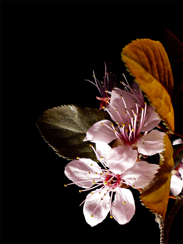 Photography by IsleofJura for DesignCrowd (Community Contests) | Design #9020686