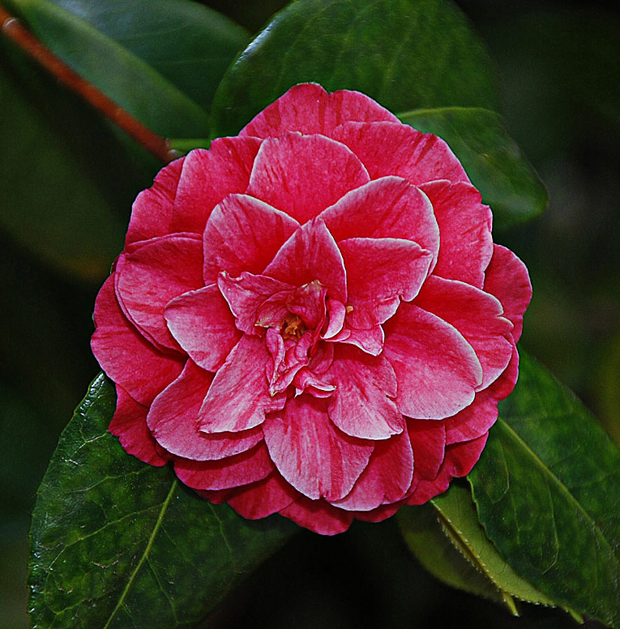 Fotografía por gymp93 para DesignCrowd (Community Contests) | Diseño #9013393