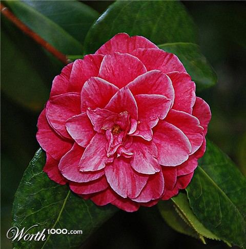 Photography by gymp93