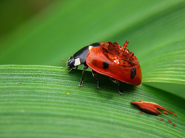 Photoshop Design by ginger82 for DesignCrowd (Community Contests) | Design #9014202