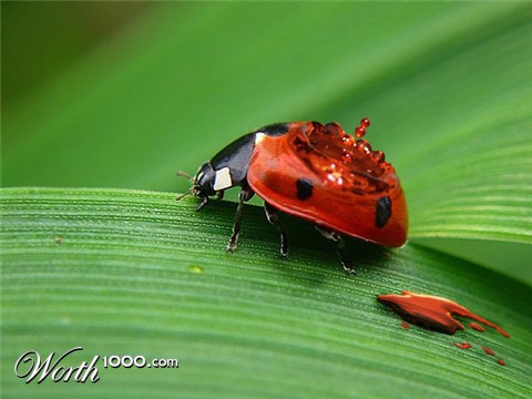 Photoshop Design by ginger82