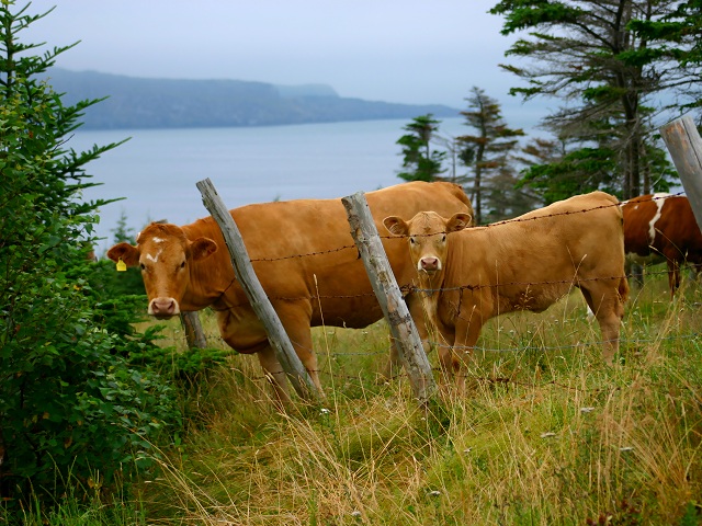 Photographie par KarenC pour DesignCrowd (Community Contests) | Design #9018343