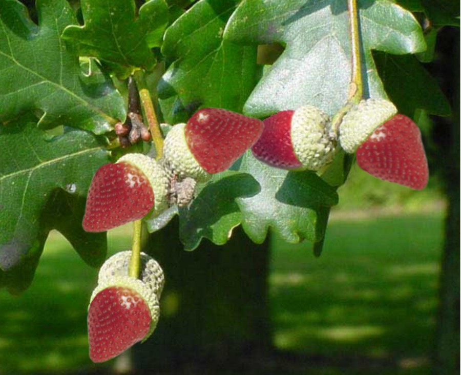 Diseño de Photoshop por Fishwife para DesignCrowd (Community Contests) | Diseño #9016032