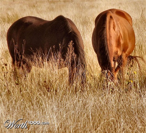 Photography by Suziecuchon