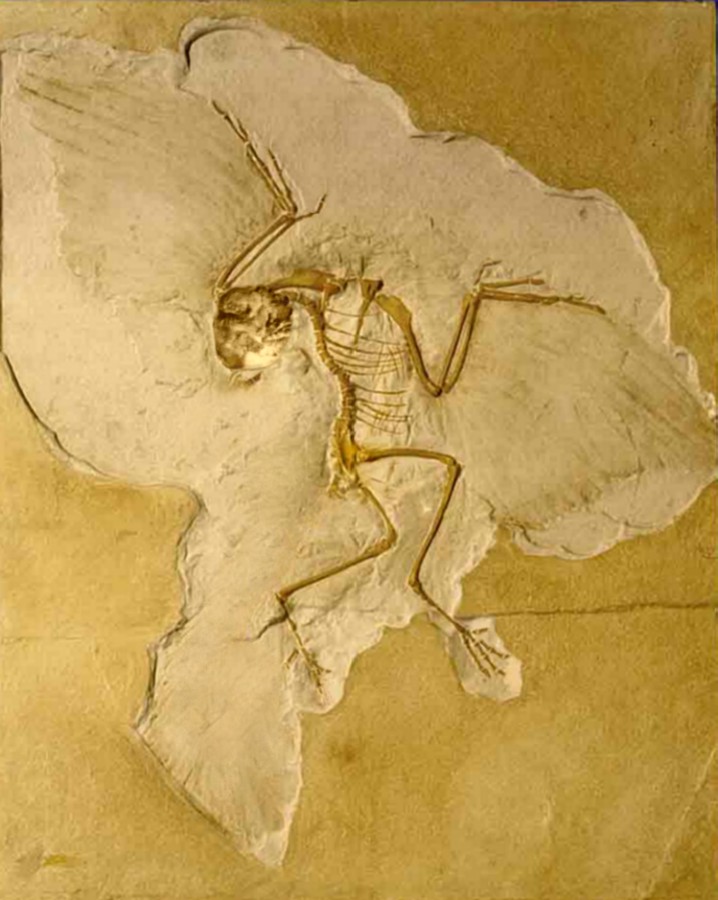 Photoshop-Design von Fishwife für DesignCrowd (Community Contests) | Design #9015245