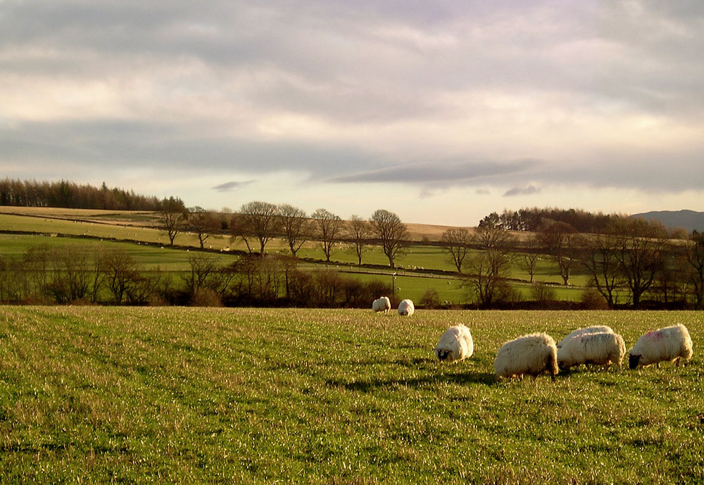 Photographie par Massie pour DesignCrowd (Community Contests) | Design #9018493