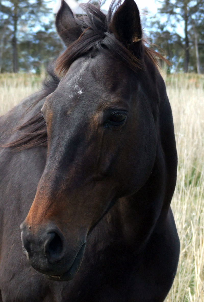 Photography by Pixelicious for DesignCrowd (Community Contests) | Design #9018486