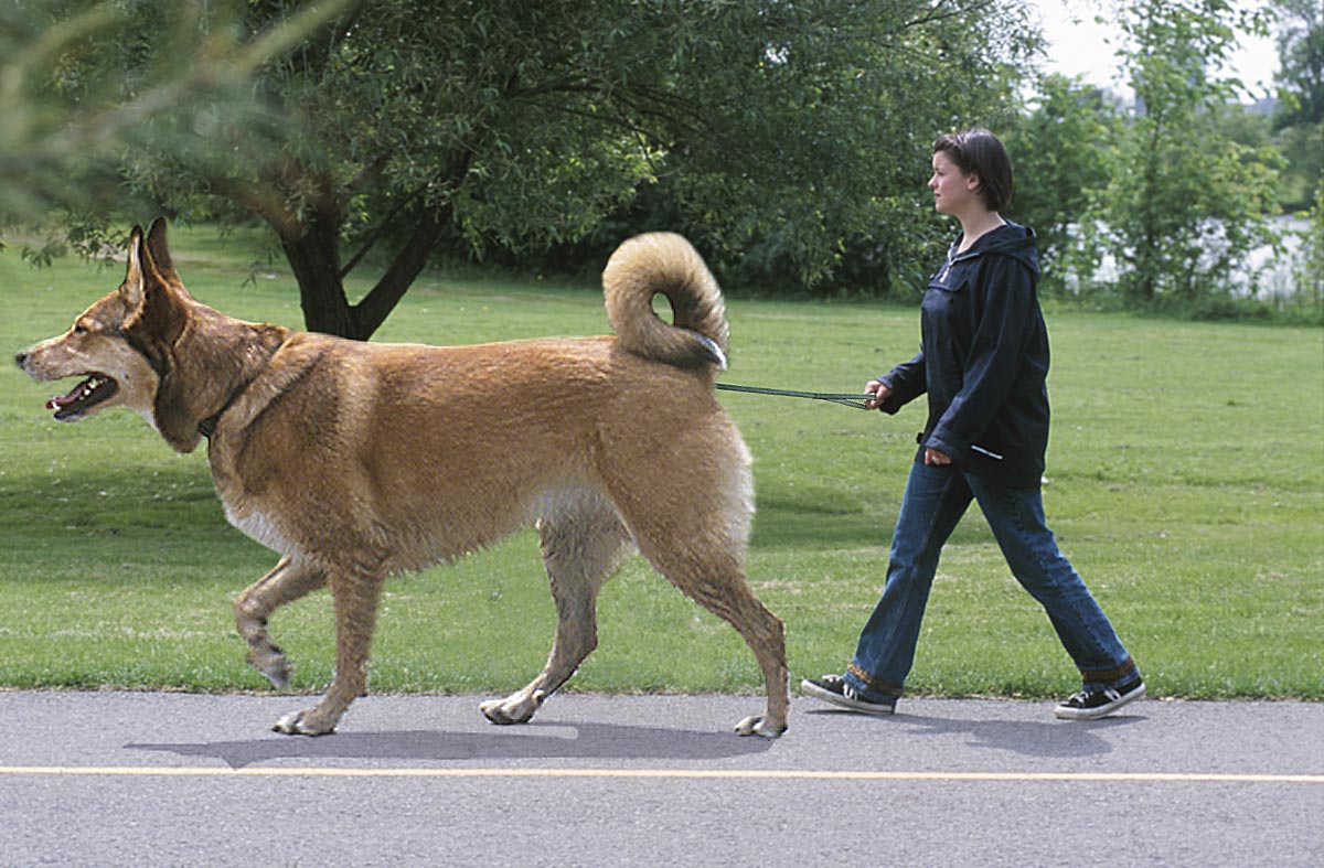 Photoshop Design by SteelMonkey for DesignCrowd (Community Contests) | Design #9015269