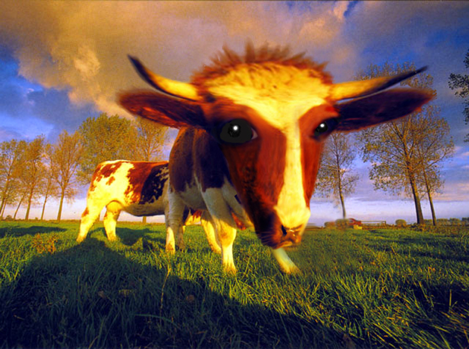 Photoshop-Design von FoxieRockxie420 für DesignCrowd (Community Contests) | Design #9022021