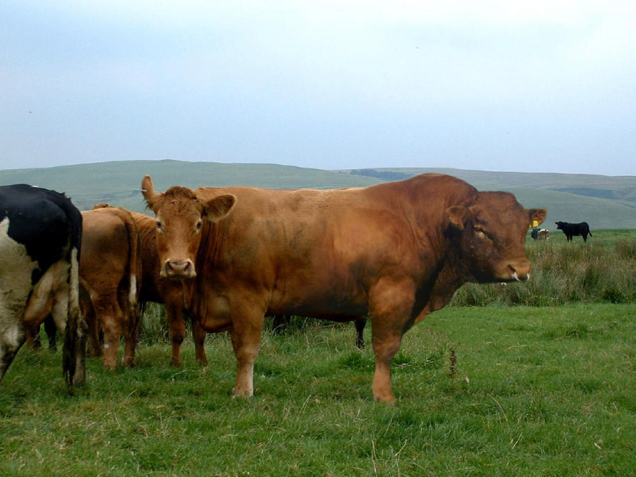 Photoshop Design by MrGrinch for DesignCrowd (Community Contests) | Design #9022056