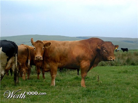 Photoshop Design by MrGrinch