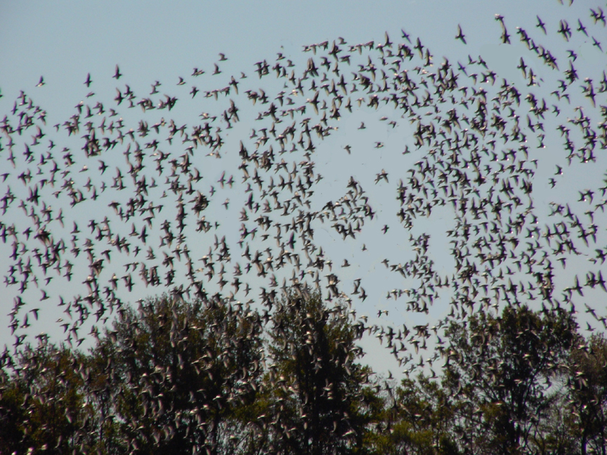 Design Photoshop par dontago pour DesignCrowd (Community Contests) | Design #9015403