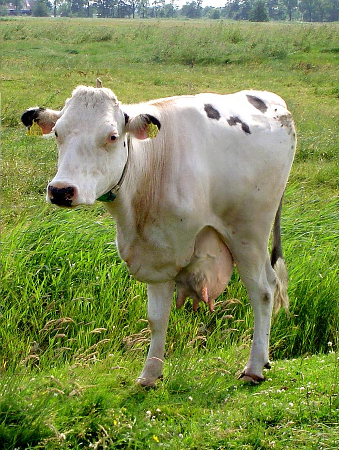 Diseño de Photoshop por Mandrak para DesignCrowd (Community Contests) | Diseño #9022159