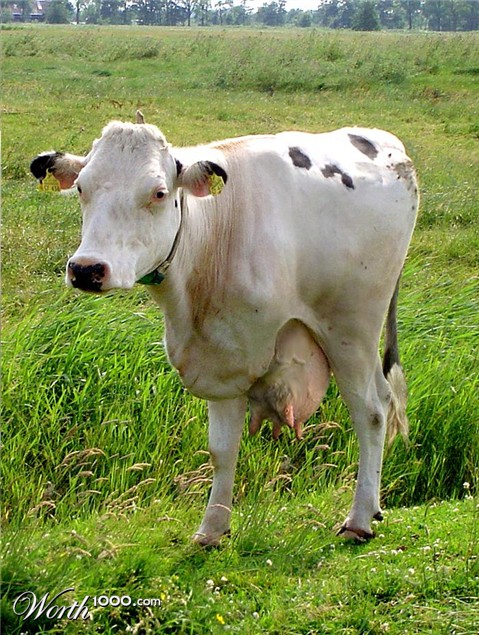 Photoshop Design by Mandrak