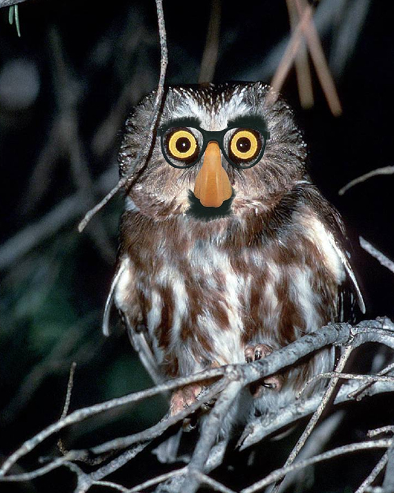 Photoshop Design by piratecon for DesignCrowd (Community Contests) | Design #9018658