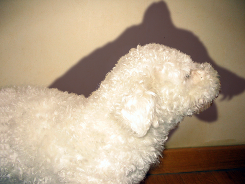 Design Photoshop par tomfrankson pour DesignCrowd (Community Contests) | Design #9013056