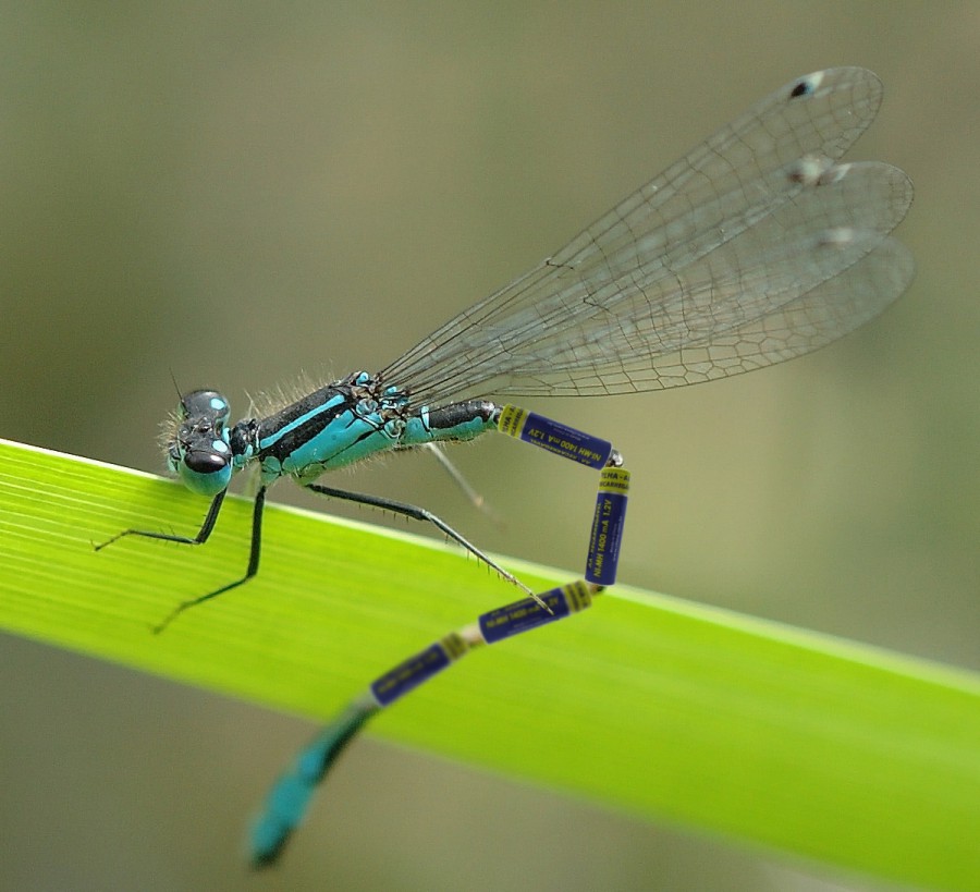 Photoshop-Design von Fishwife für DesignCrowd (Community Contests) | Design #9013858