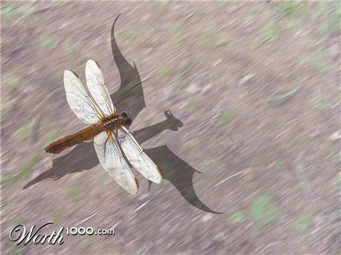 Photoshop Design by crazynut19