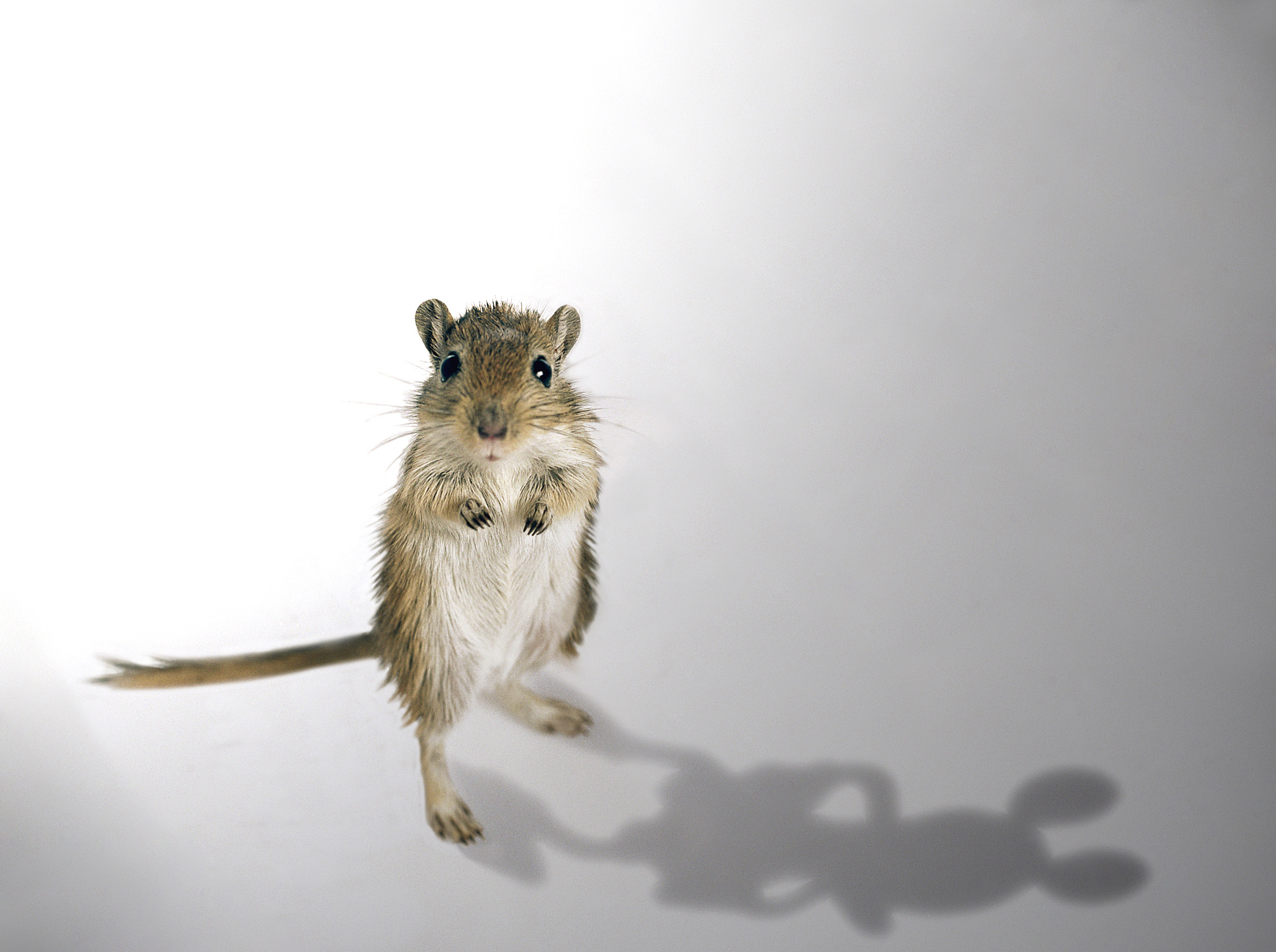 Diseño de Photoshop por moxo71 para DesignCrowd (Community Contests) | Diseño #9013250