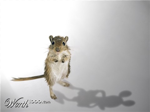 Photoshop Design by moxo71