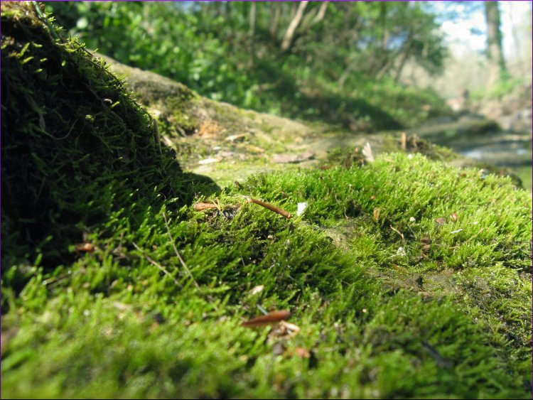 Photography by narfpie for DesignCrowd (Community Contests) | Design #9015209