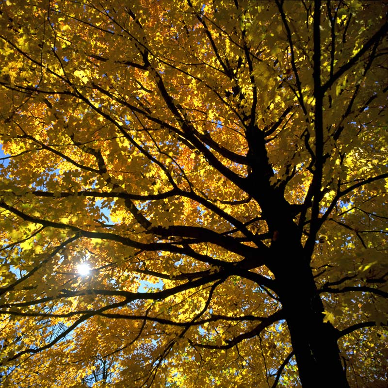 Fotografía por northman para DesignCrowd (Community Contests) | Diseño #9014767