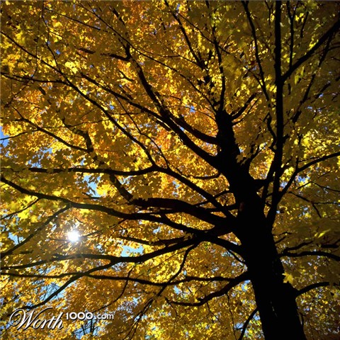 Photography by northman