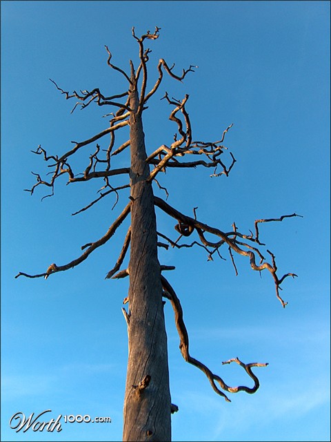 Photography by Nicky666