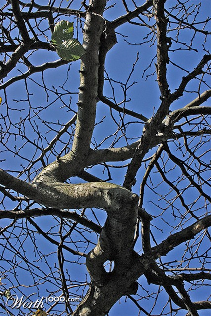 Photography by zsandra