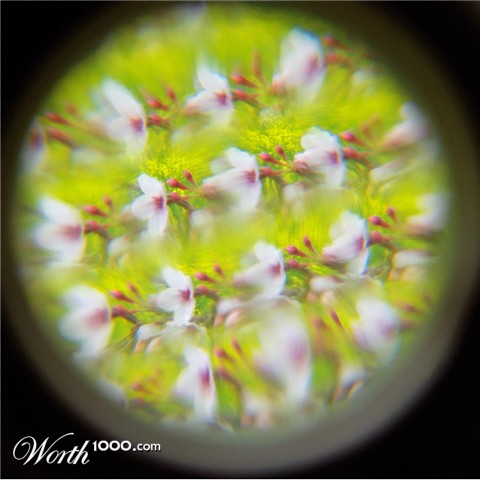 Photography by pug808