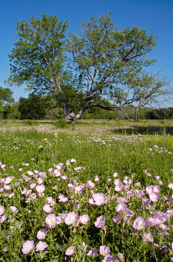 Photography by Fishcat for DesignCrowd (Community Contests) | Design #9014839