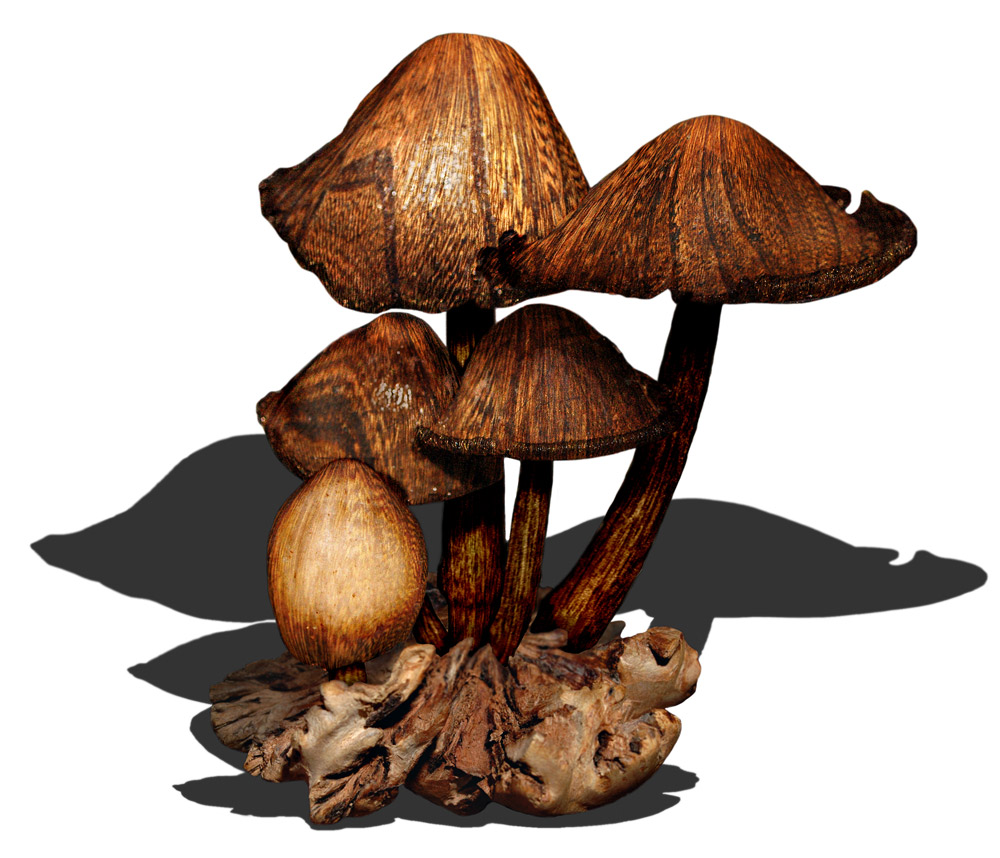 Diseño de Photoshop por FireDragon101 para DesignCrowd (Community Contests) | Diseño #9012031