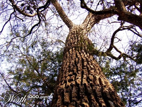 Photography by bluemoon2011