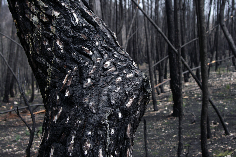 Photography by resquin for DesignCrowd (Community Contests) | Design #9014887