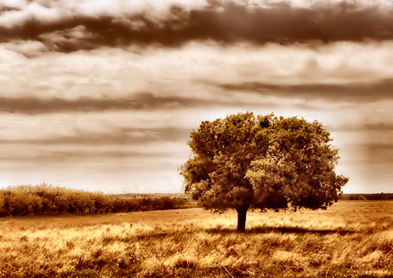 Photography by Suziecuchon for DesignCrowd (Community Contests) | Design #9014911