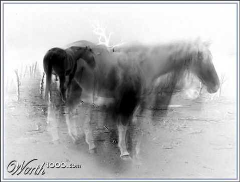 Photography by Budmulla