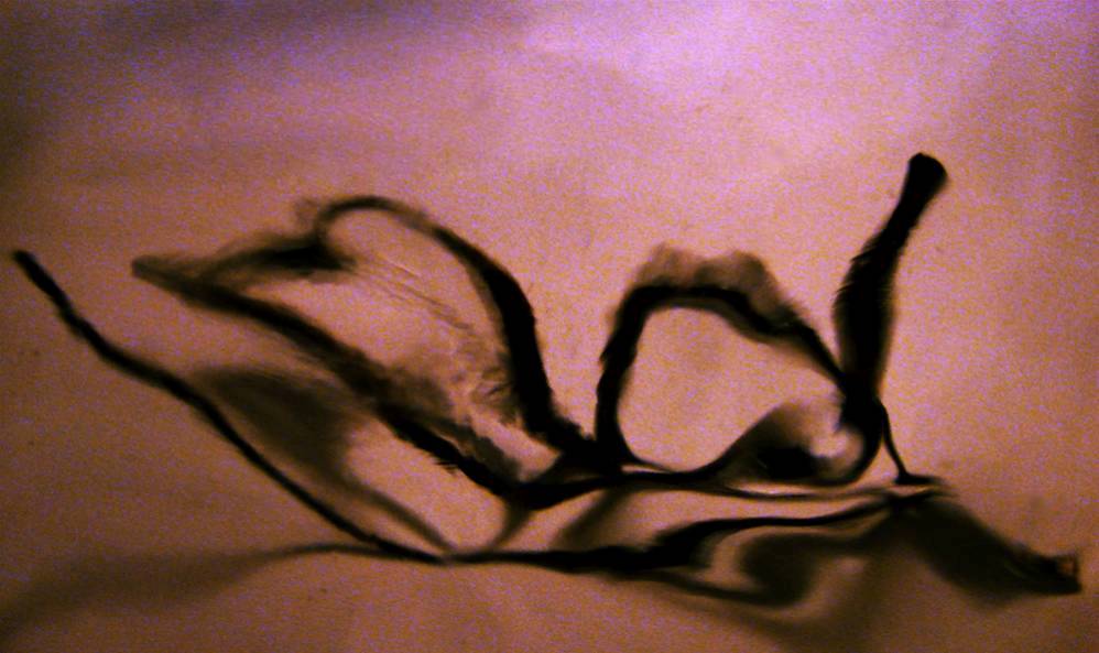 Photographie par Berilu pour DesignCrowd (Community Contests) | Design #9021953