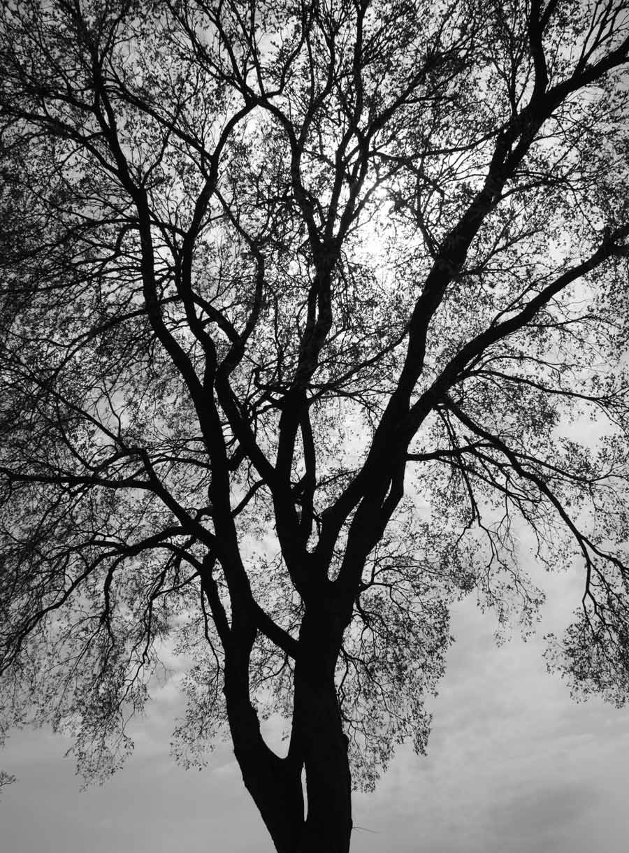 Photography by greenwillows for DesignCrowd (Community Contests) | Design #9015032